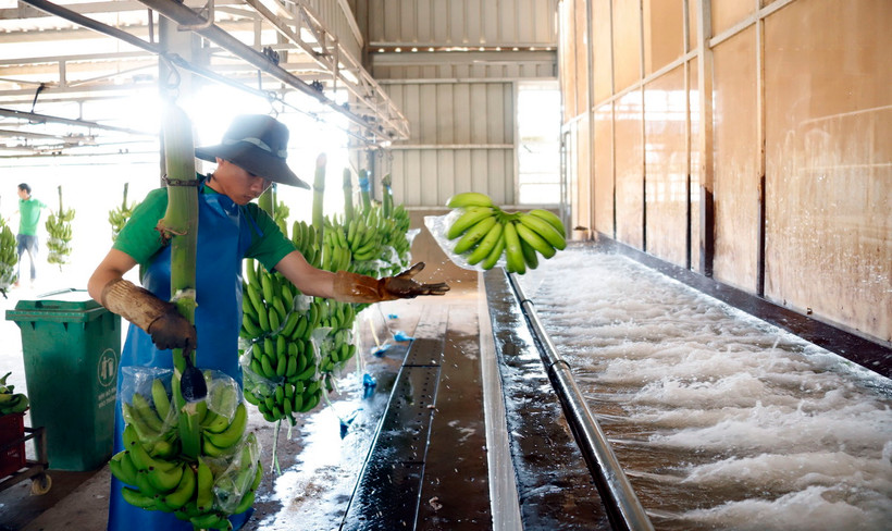 Công nhân làm việc tại một xưởng chế biến chuối của Công ty Nông nghiệp Nam Lào tại tỉnh Attapeu. (Ảnh: Phạm Kiên/TTXVN)