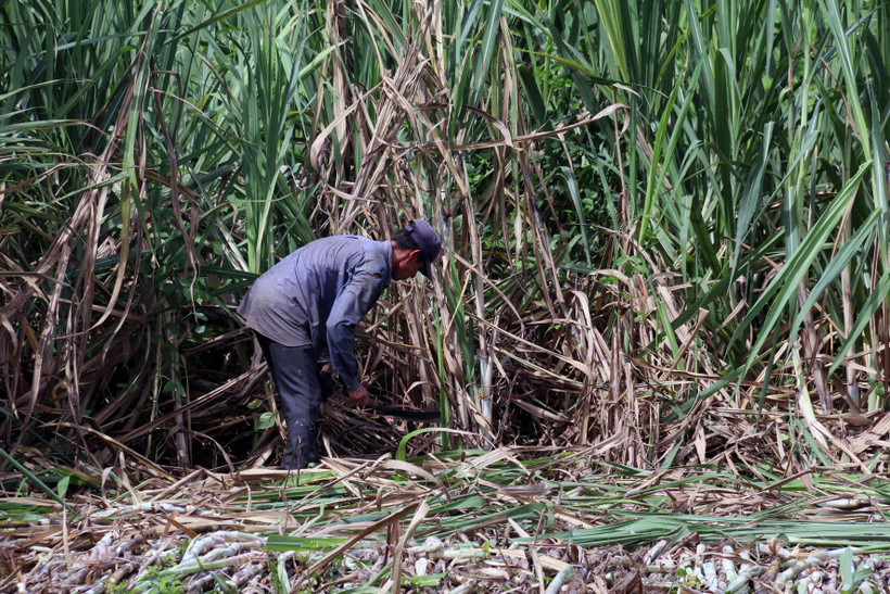 (Ảnh: Lê Huy Hải/TTXVN)
