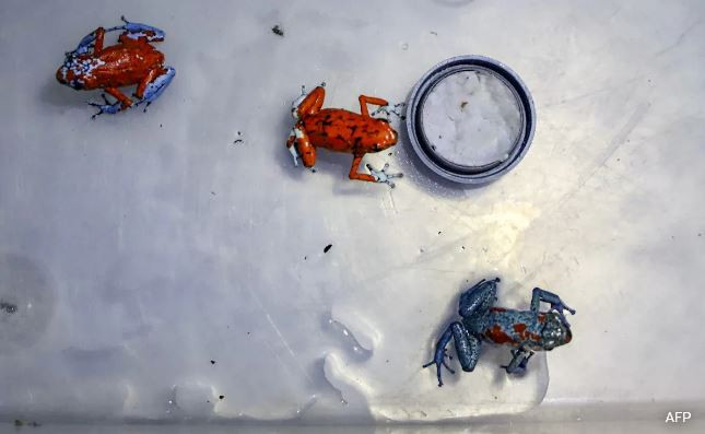 Ếch Harlequin có nọc độc, chiều dài thân chưa đến 5cm. (Nguồn: AFP)