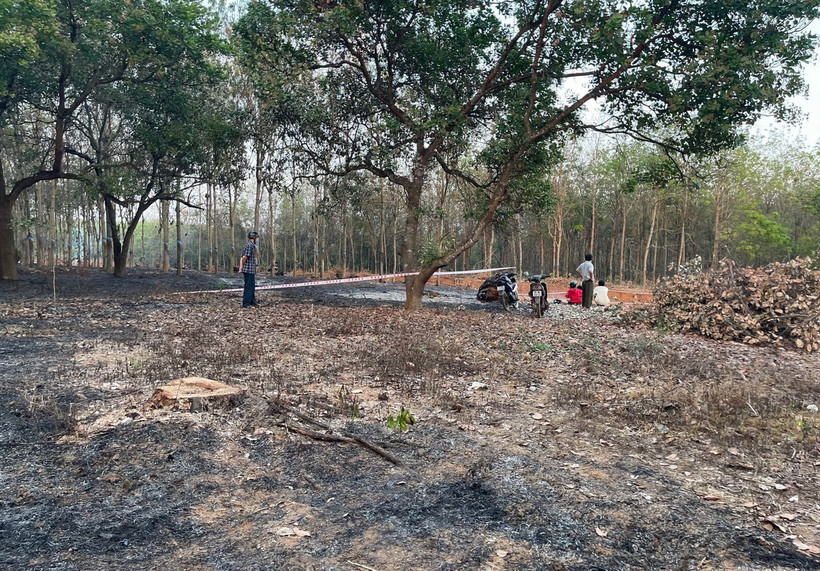 Hiện trường vụ nghi cháy vườn điều, điều khiến một người tử vong. (Ảnh: Đậu Tất Thành/TTXVN)
