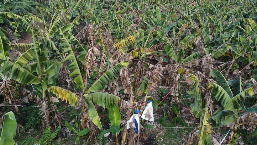 Các vườn chuối tại huyện Trảng Bom (Đồng Nai) bị cháy lá, nhiều cây gãy ngang thân, thối rễ, trái chuối nhỏ không đạt chuẩn. (Ảnh: Lê Xuân/TTXVN)