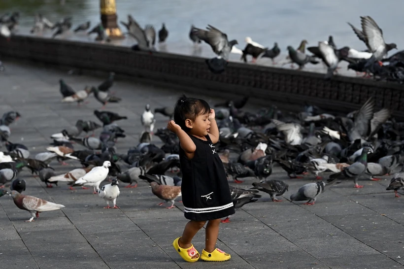 Em nhỏ chơi đùa với chim bồ câu tại Phnom Penh, Campuchia, ngày 10/10/2023. (Ảnh: AFP/TTXVN)