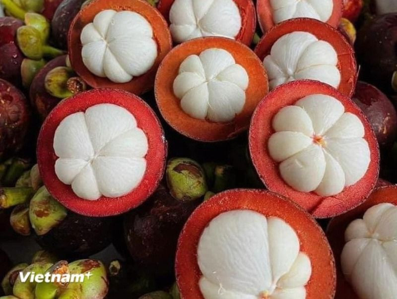 Măng cụt được mệnh danh là “nữ hoàng trái cây.” (Nguồn: Vietnam+)