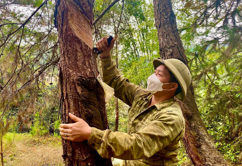 Kinh tế rừng là thế mạnh để người dân Lộc Bình, tỉnh Lạng Sơn vươn lên thoát nghèo. (Nguồn: Báo Tài Nguyên và Môi trường)