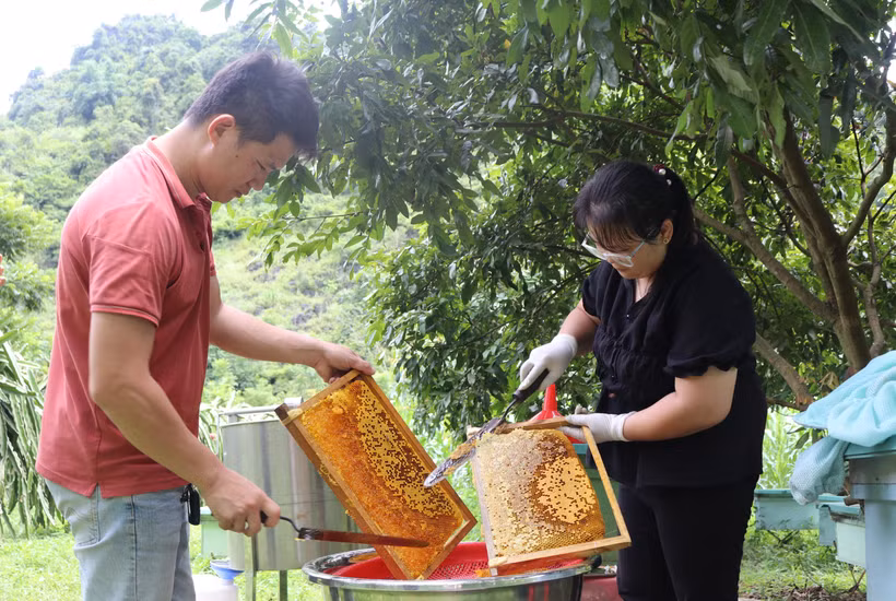 Khai thác mật ong tại Cao Bằng. (Ảnh: Chu Hiệu/TTXVN)