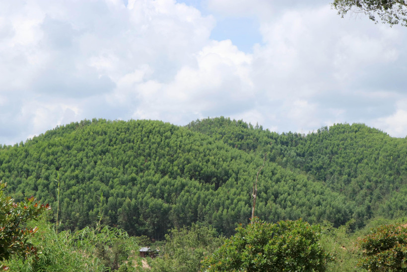 Rừng keo lai 4 năm tuổi trên lâm phần của Công ty Cổ phần Tập đoàn Tân Mai tại xã Đắk R’Măng, huyện Đắk G’Long, tỉnh Đắk Nông . (Ảnh: Hưng Thịnh/TTXVN)