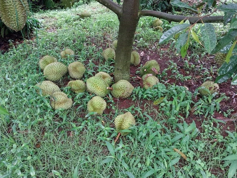 Vườn sầu riêng sắp đến ngày thu hoạch của người dân ở xã Ea Nam, huyện Ea H’Leo, tỉnh Đắk Lắk bị kẻ gian phá hoại làm rụng quả. (Ảnh: TTXVN phát)