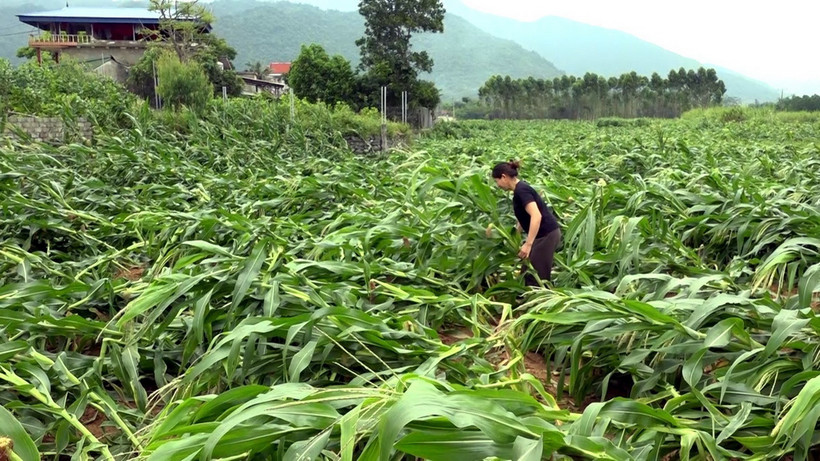 Ảnh minh họa. (Nguồn: TTXVN phát)
