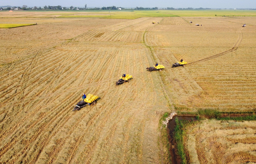 Xe trâu kéo lúa nối đuôi nhau di chuyển trên cánh đồng ở xã biên giới Thường Phước 1, huyện Hồng Ngự, Đồng Tháp. (Ảnh: Nhựt An/TTXVN)