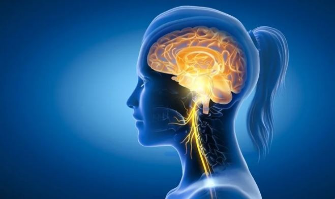 Dây thần kinh phế vị (vagus nerve) là dây thần kinh thứ 10 và dài nhất trong số 12 đôi dây thần kinh sọ não. (Nguồn: Shutterstock)