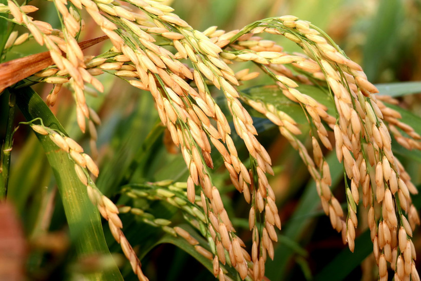 Một giống lúa được Viện Lúa Đồng bằng sông Cửu Long giới thiệu trình diễn tại vụ lúa Đông Xuân 2023-2024. (Ảnh: Thu Hiền/TTXVN)