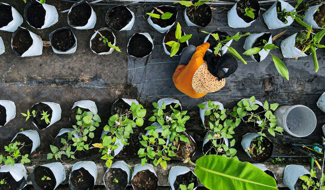 Bà Zulyna Nordin đang chăm sóc cây trồng tại khu vườn ở Kuantan, bang Pahang của Malaysia. (Nguồn: AFP)