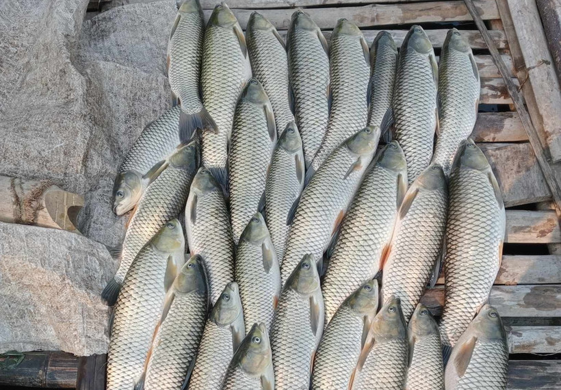 Hiện tình trạng cá chết hàng loạt gây thiệt hại lớn cho người nuôi cá lồng. (Ảnh: TTXVN phát)