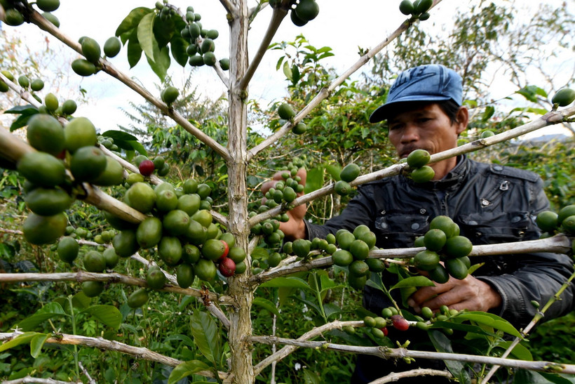 Chăm sóc cây càphê tại cao nguyên Toraja, Indonesia. (Ảnh: AFP/TTXVN)