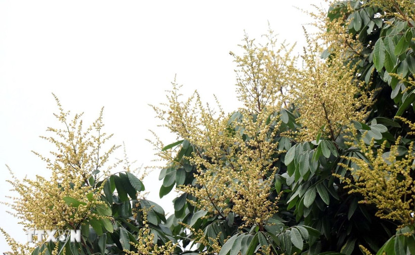 Đến thời điểm này, tỷ lệ cây ra hoa đạt khoảng 70% diện tích trồng nhãn ở Hưng Yên. (Ảnh: Đinh Văn Nhiều/TTXVN)