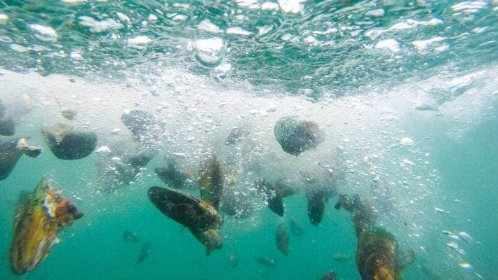 Vẹm xanh có thể lọc một lượng nước đáng kể trong khi kiếm ăn. (Nguồn: Stuff)