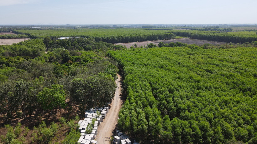 Diện tích rừng sản xuất được chuyển mục đích để xây dựng Khu tái định cư Long Phước. (Ảnh: Công Phong/TTXVN)