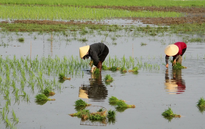 Vụ Đông Xuân năm 2023-2024, khu vực Trung du và Đồng bằng Bắc Bộ canh tác 492.946ha lúa. (Ảnh: Văn Tý/TTXVN)