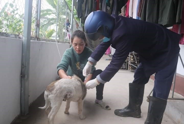Cơ quan chuyên môn huyện Đầm Hà tiêm vaccine phòng dại cho chó mèo. (Ảnh: TTXVN phát)