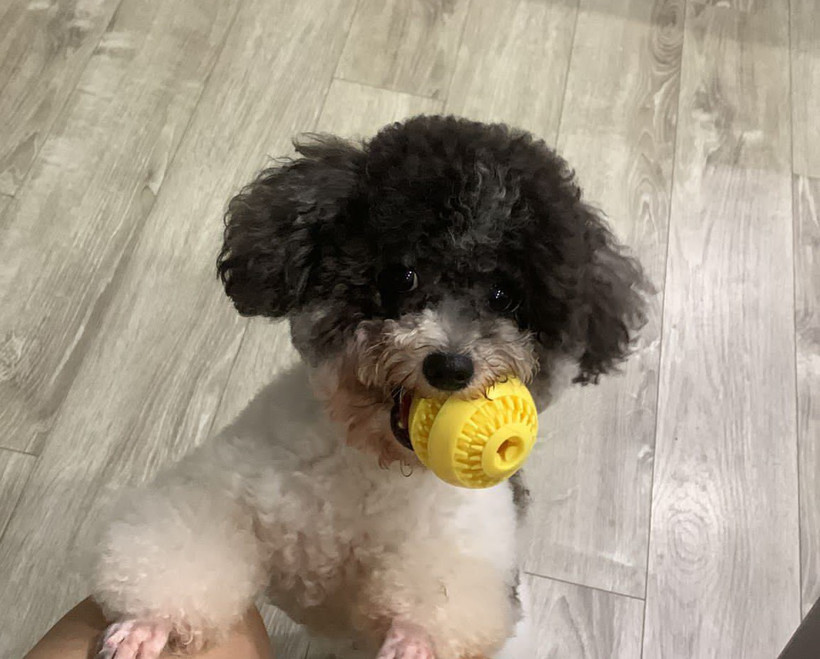 Nghiên cứu cho thấy chó có khả năng hiểu một số từ ngữ chỉ đồ vật theo cách tương tự như con người. (Nguồn: Vietnam+)