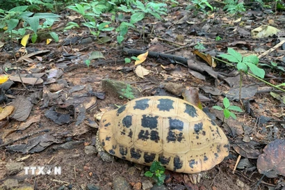 Rùa núi vàng. (Ảnh: TTXVN phát)