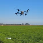 Sử dụng máy bay không người lái (drone) để phun thuốc trừ sâu. (Ảnh: Hoàng Nhị/TTXVN)