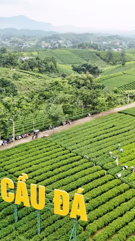 Đồi chè Cầu Đá, xã La Bằng - điểm du lịch văn hóa trà hấp dẫn tại Thái Nguyên. (Nguồn: Vietnam+)