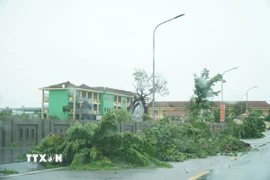 Hàng loạt cây xanh gãy đổ do bão số 5. (Ảnh: Bích Huệ/TTXVN)