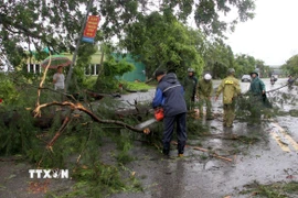 Lực lượng chức năng khẩn trương giải tỏa cây cối bị gãy đổ trên Quốc lộ 46. (Ảnh: Văn Tý/TTXVN)