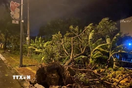 Cây cối ngã đổ do gió quật. (Ảnh: Lê Phước Ngọc/TTXVN)