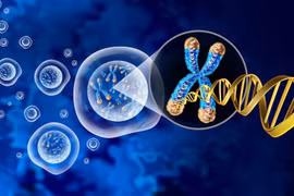 Telomere giúp loại bỏ các tế bào bị tổn thương nhiễm sắc thể trước khi chúng có thể phân chia không kiểm soát. (Nguồn: Cancer World)