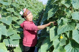 Thành viên Hợp tác xã Minh Quang (xã Vũ Thư, tỉnh Hưng Yên) thu hoạch dưa chuột. (Ảnh: Thế Duyệt/TTXVN)