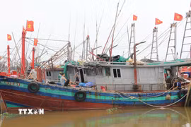 Dù đối mặt với nhiều khó khăn do giá nguyên liệu tăng, phần lớn ngư dân xã Rạng Đông, tỉnh Ninh Bình, vẫn nỗ lực duy trì hoạt động khai thác. (Ảnh: Thùy Dung/TTXVN)
