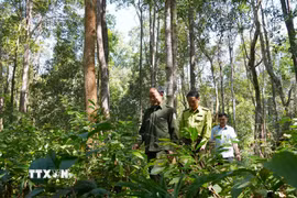 Ảnh minh họa. (Ảnh: Dư Toán/TTXVN)