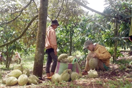 Một hộ gia đình dân tộc M’Nông ở Đắk Nông thu hoạch sầu riêng. (Ảnh: Hưng Thịnh/TTXVN)