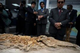 Hóa thạch của một loài cá heo tiền sử, có niên đại từ 8 đến 12 triệu năm trước. (Nguồn: AFP)