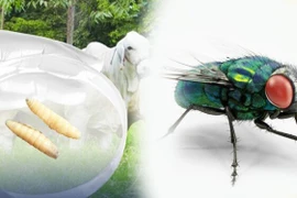 Bệnh Myiasis không lây từ người sang người mà xảy ra khi ruồi trưởng thành đẻ trứng vào vết thương hở. (Nguồn: Gobierno de Guatemala)