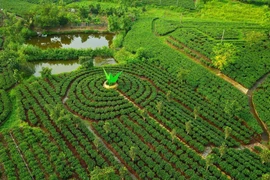 Một góc vùng chè Tân Cương. (Ảnh: Minh Đức/TTXVN)