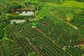 Một góc vùng chè Tân Cương. (Ảnh: Minh Đức/TTXVN)