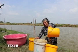 Nhà nằm trên tuyến Kênh Phèn - một trong những tuyến chưa có hệ thống nước sạch, bà Thạch Mỳ phải múc từng xô nước dưới ao nuôi cua bỏ hoang đem lên lắng phèn để sử dụng tắm, giặt. (Ảnh: Thu Hiền/TTXVN)