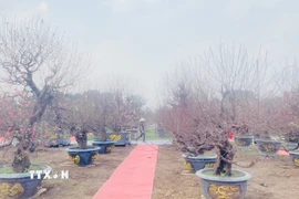 Những cây đào đang thời gian "ủ nụ, dưỡng hoa" chờ bung nở đúng Tết Bính Ngọ 2026 tại Nhà vườn Tuấn Việt - làng nghề truyền thống hoa đào Nhật Tân. (Ảnh: Tuyết Mai/TTXVN)