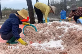 Ngư dân xã Vĩnh Hoàng, tỉnh Quảng Trị trúng đậm ruốc biển. (Ảnh: TTXVN phát)