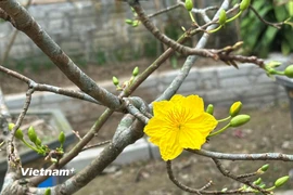 Hoa mai ngày Tết. (Nguồn: Vietnam+)