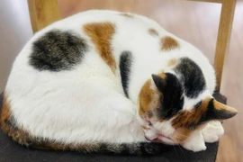 Người dân nuôi chó, mèo cần chú ý tiêm vaccine phòng dại đầy đủ và tiêm nhắc lại hằng năm theo khuyến cáo của ngành thú y. (Ảnh minh họa. Nguồn: Vietnam+)