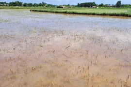 Lũ rút nhưng ruộng lúa ở huyện Triệu Phong (Quảng Trị) có nguy cơ bị chết do bị ngập úng dài ngày (ảnh chụp ngày 15/6). (Ảnh: Nguyên Lý/TTXVN)