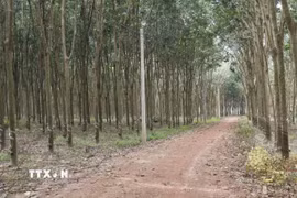 Đường điện vào nhà dân thuộc ấp Minh Thắng 7, xã Nha Bích (Đồng Nai), nơi cao tốc Bắc-Nam đi qua. (Ảnh: Đậu Tất Thành/TTXVN)