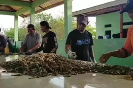 Phân loại tôm. (Nguồn: Jakarta Globe)