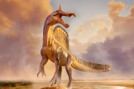 Spinosaurus mirabilis có kích thước tương đương với loài khủng long ăn thịt nổi tiếng Tyrannosaurus rex về chiều dài cơ thể. (Nguồn: BBC)