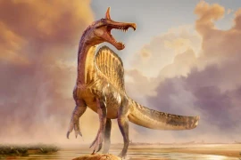 Spinosaurus mirabilis có kích thước tương đương với loài khủng long ăn thịt nổi tiếng Tyrannosaurus rex về chiều dài cơ thể. (Nguồn: BBC)