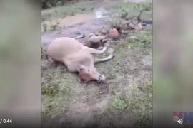 Mưa lớn bất thường tại Đắk Lắk khiến hàng chục con bò bị chết